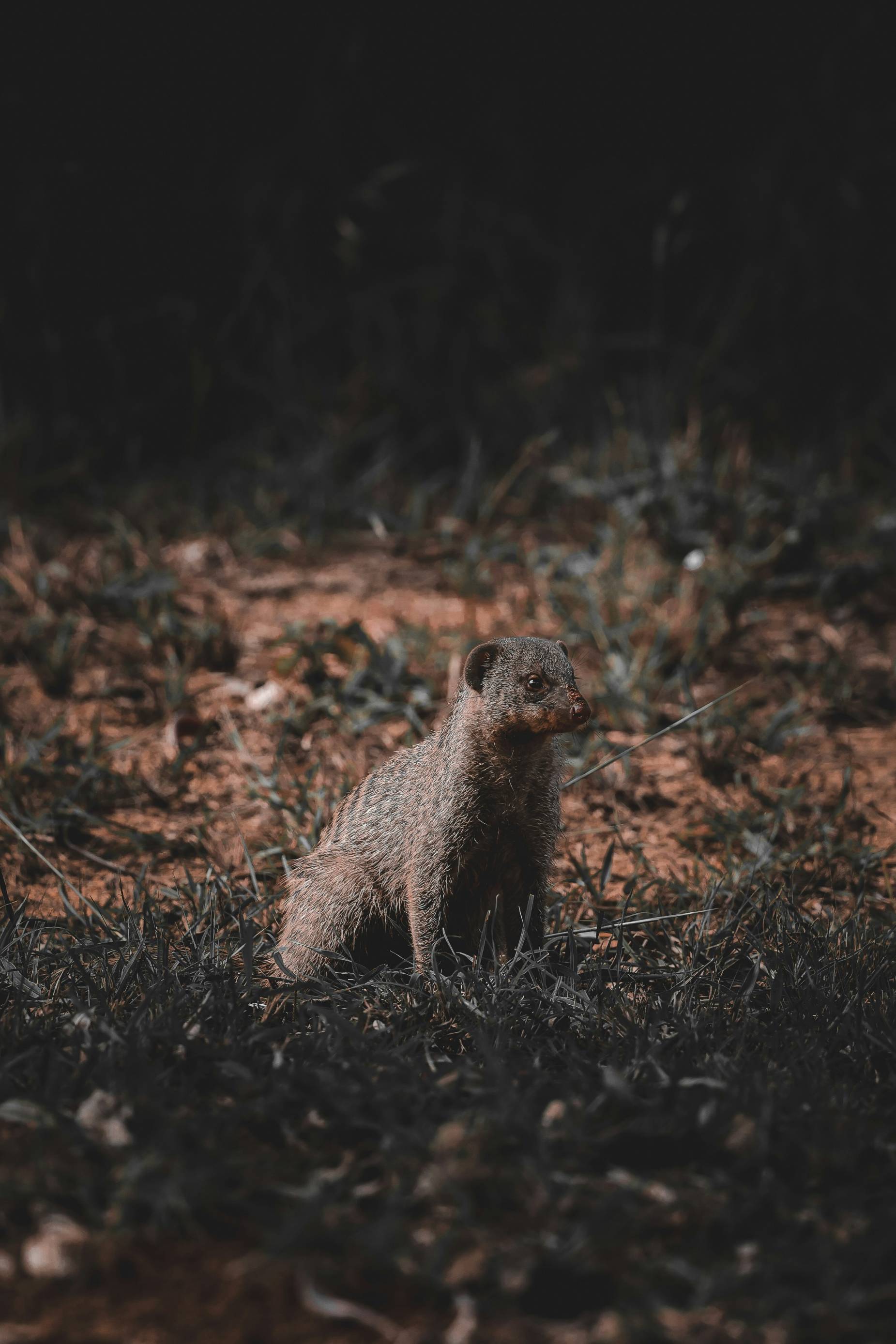 A small mongoose sits alertly on grassy ground.