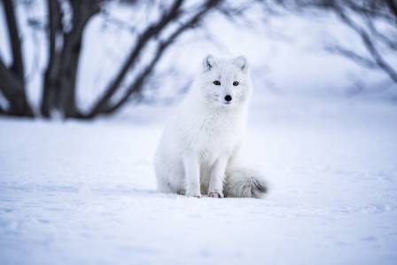 Rare Discovery in Bavaria: The Snow-White Fox and the Science of Leucism