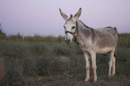 Ten Astonishing Donkey Facts That Will Totally Shock You