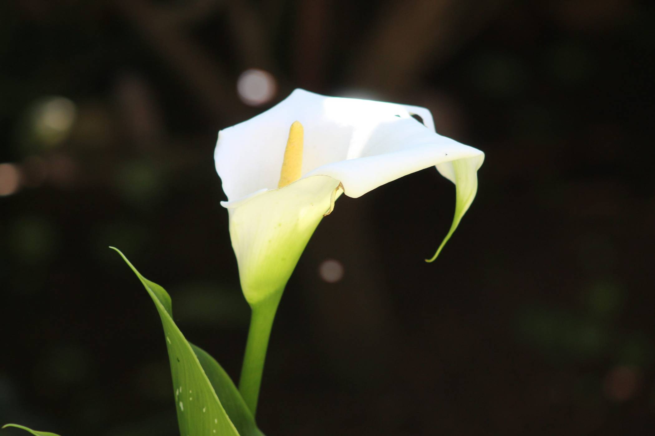 कैला लिली को अंदर या बाहर सुंदर फूलों के लिए कैसे लगाएं और उगाएं