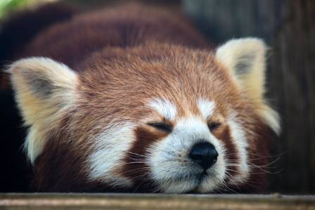 Red Panda (Ailurus fulgens): Ecology, Adaptations, and Conservation