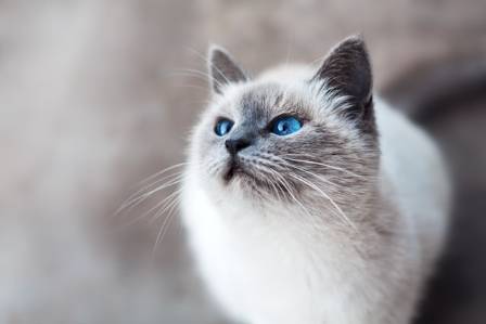 The Most Surprising History of Your Feline Friend