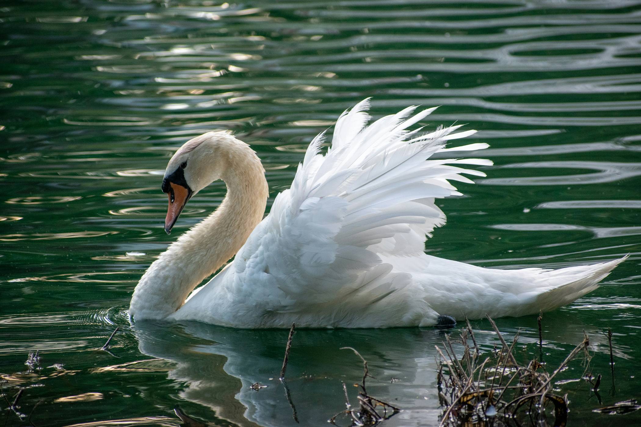 white swan on water during daytime