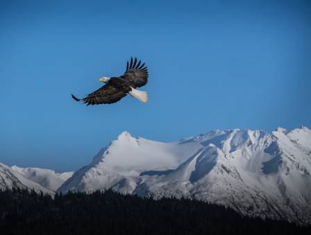 The Bald Eagle’s Recovery A Triumph in Conservation Efforts
