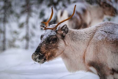 Reindeer in Lapland — Santa Claus Reindeer Insights