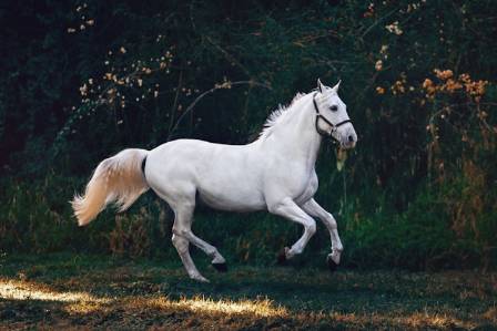 The Evolving Role of Horses in Modern Society