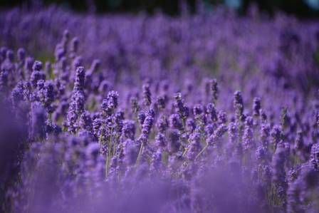 Simple Methods for Successfully Growing Lavender in Pots