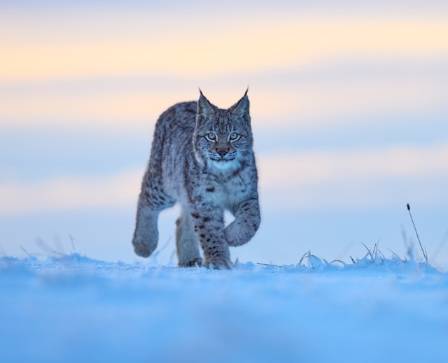 How We Can Save the Iberian Lynx from Extinction Amid Global Climate Change