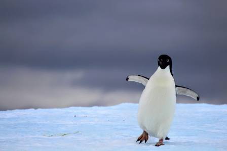 Fascinating and Unique Insights Into the World of Penguins