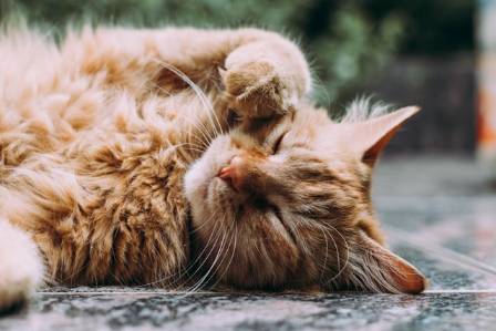 The Art of the Feline Finesse: A Guide to Proper Cat Petting