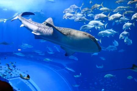 The Gentle Giants of the Deep: Understanding the Whale Shark