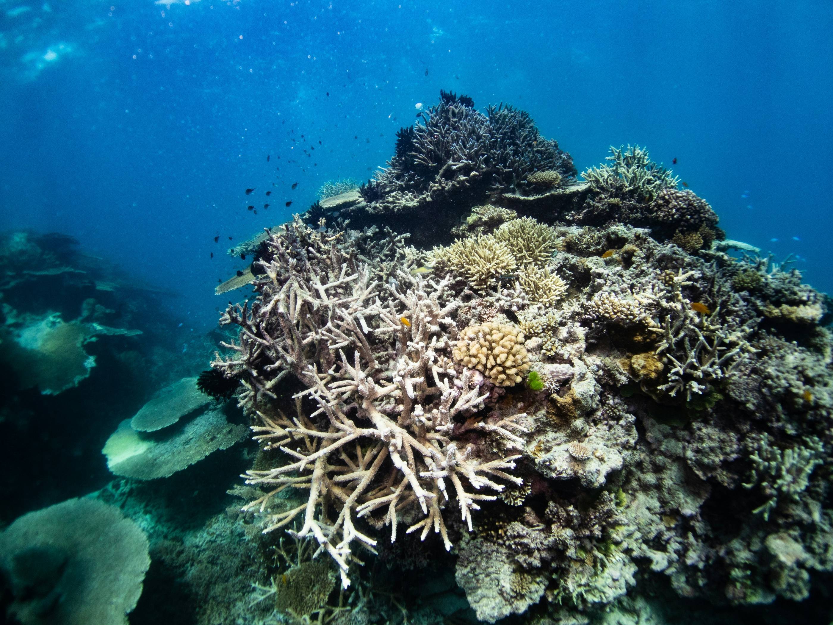a coral reef with fish