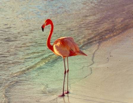 Incredible Secrets Behind the Bright Crimson Plumage and Unusual Behaviors of Flamingos