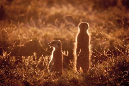 How to Draw a Meerkat