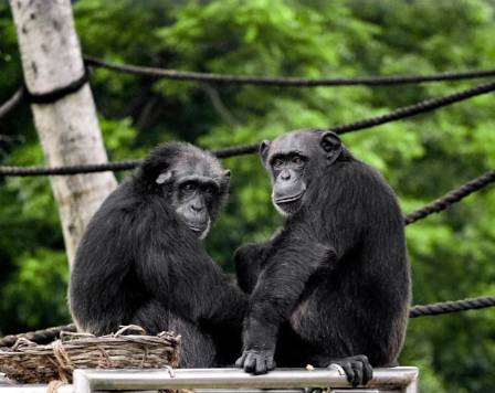 The Top 10 Brainiest Creatures on Earth