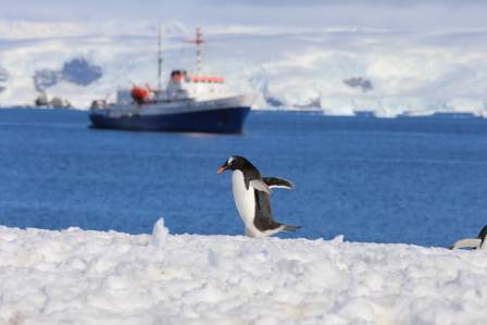 Top 10 Facts About Emperor Penguins
