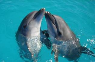 Understanding Dolphins and Their Biological Classification