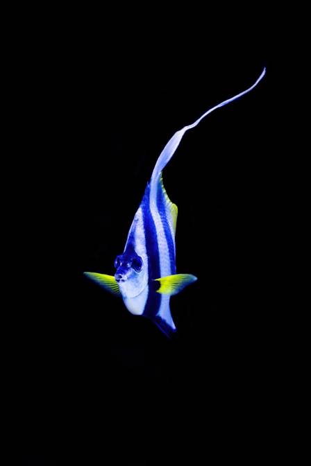 The Oceanic Ballerina: Unveiling the Secrets of the Longfin Bannerfish