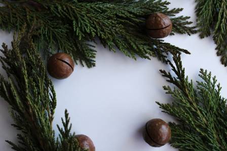 The Macadamia: The Toughest Nut to Crack