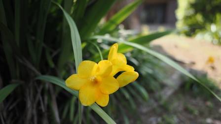 Perfume Your World With Fragrant Freesia!