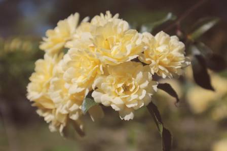 Banksia Rose Growing Guide