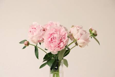 The Origins and History of the Peony Flower