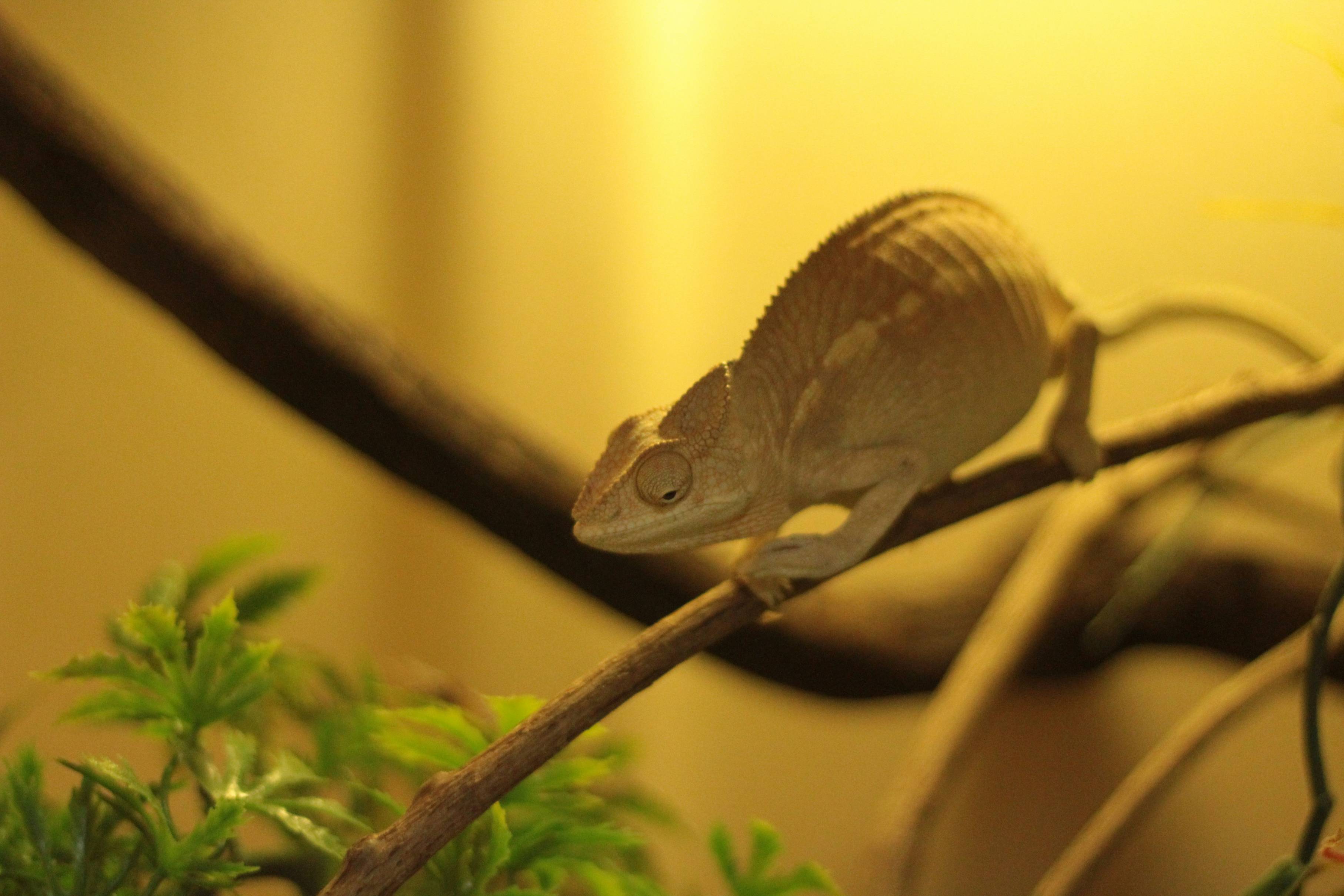 brown lizard on tree branch in macro photography