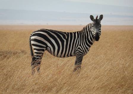 Why Zebras Roll in Dust and Mud: A Multifunctional Survival Adaptation