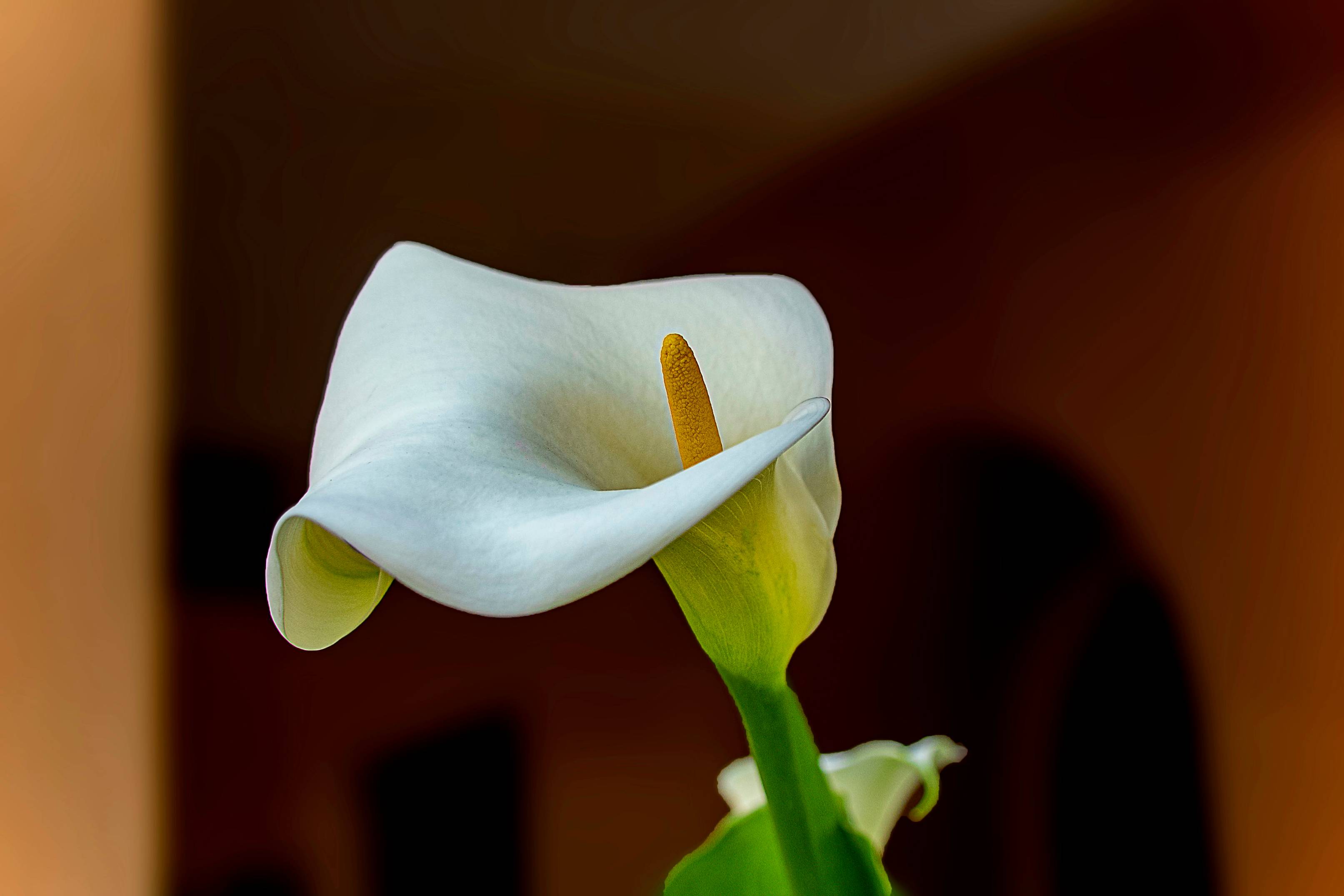 white flower in tilt shift lens