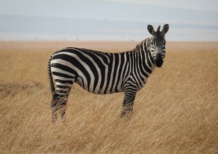 Eight Surprising Facts You Should Know About Wild Zebras