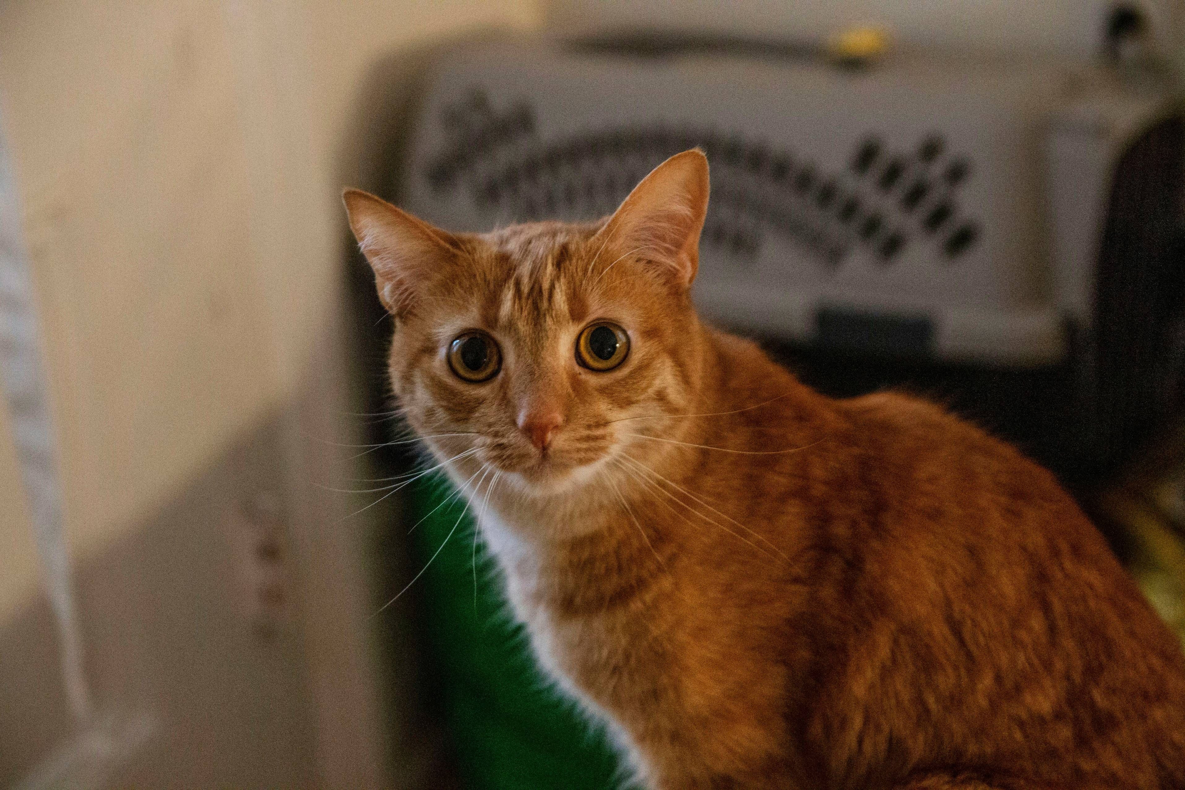 orange tabby cat on white table