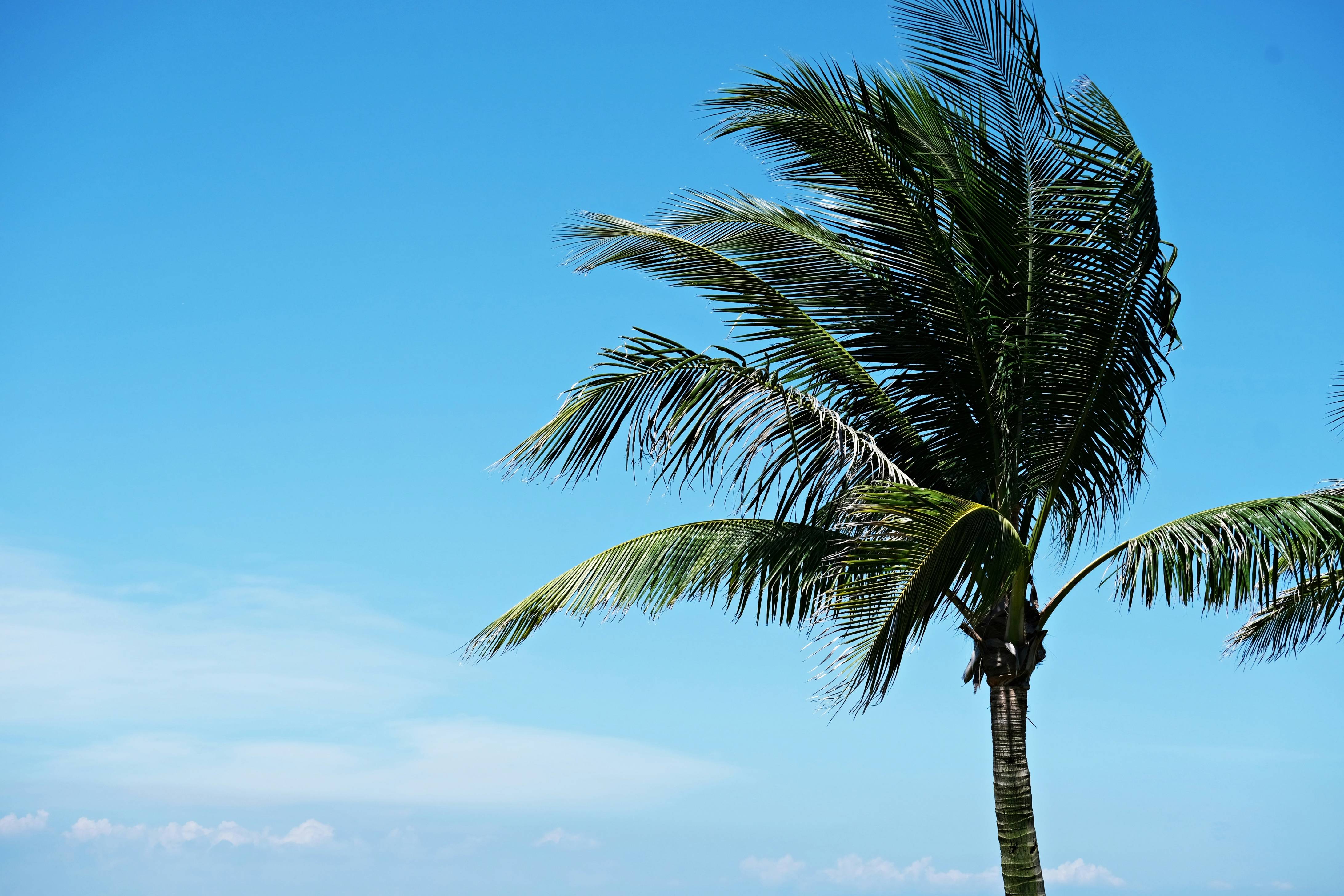 a palm tree with a blue sky in the background