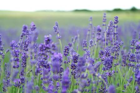 Lavender Benefits
