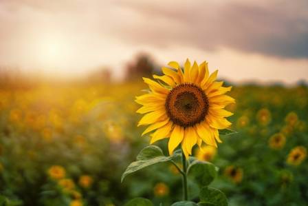 Reliable Methods for Growing Beautiful Sunflowers Every Summer