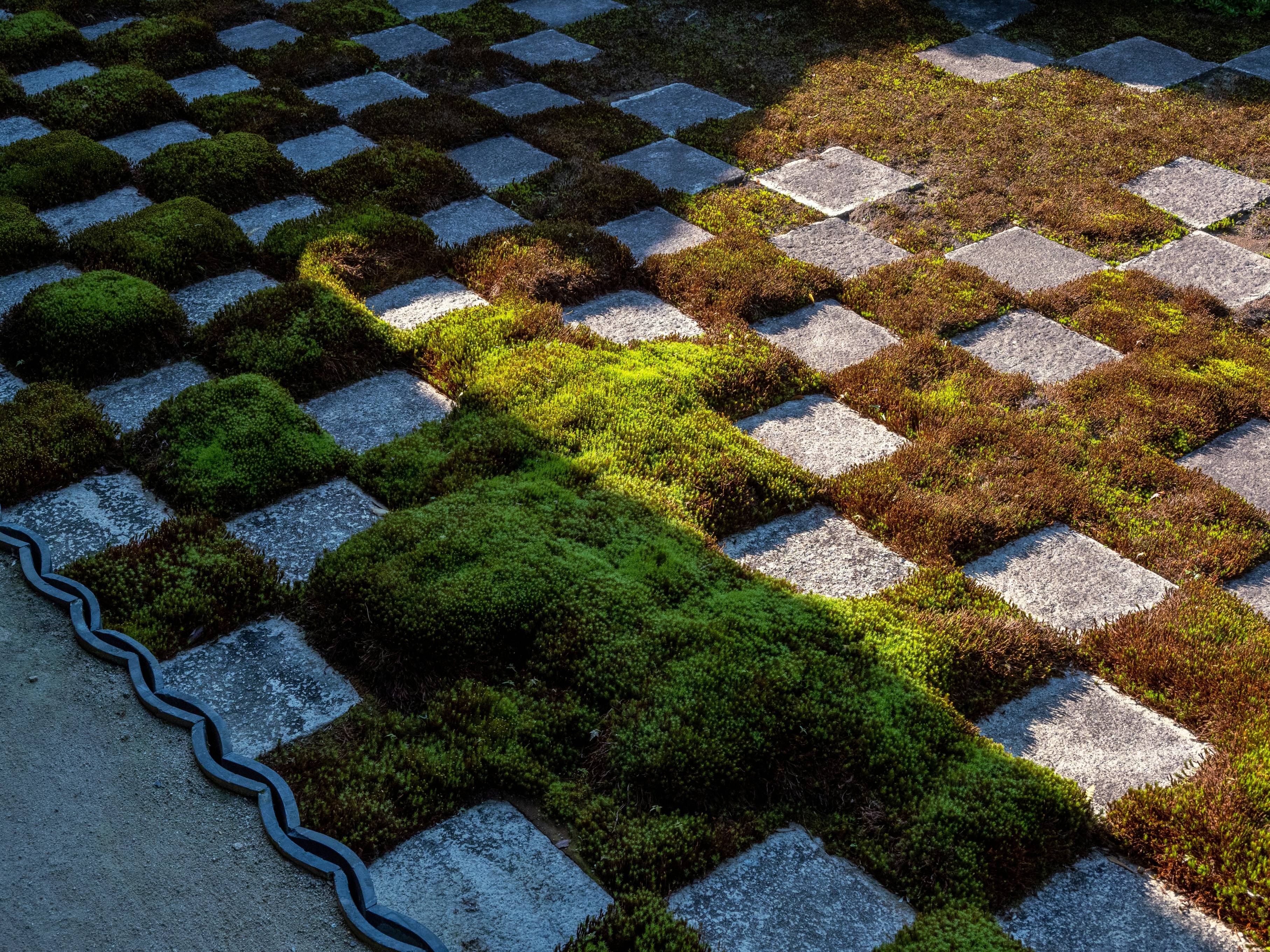 a stone walkway with plants growing on it