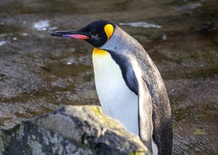 Top 10 Fascinating Facts About Emperor Penguins