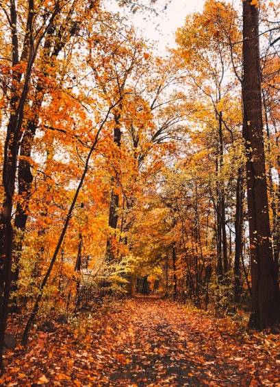 Wisdom from Nature: Thich Nhat Hanh Contemplates the Essence of Autumn Leaves