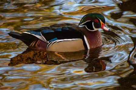   North America’s Most Striking Ducks