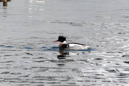 Learning About Red-Breasted Mergansers Key Facts and Insights