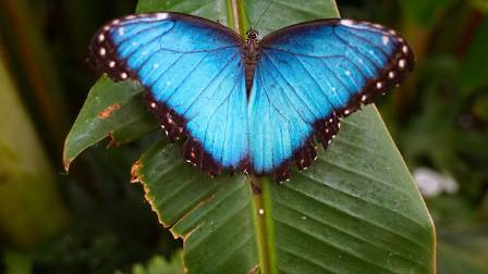 Getting to Know the Blue Morpho Butterfly A Wonder of the Natural World